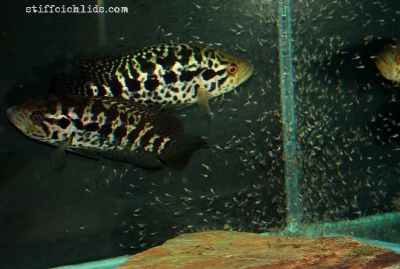 Parachromis managuensis_23