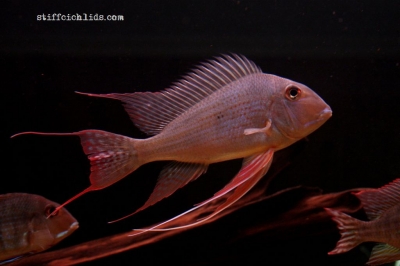 Geophagus altifrons_1