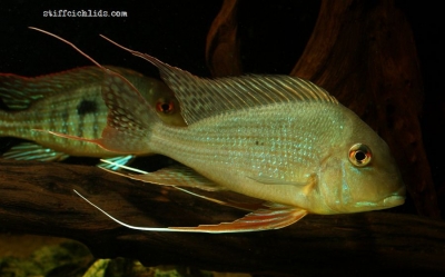 Geophagus altifrons_2