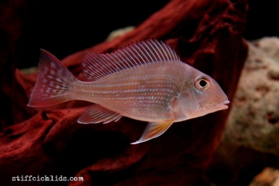Geophagus altifrons_3