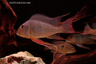Geophagus altifrons_4