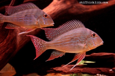 Geophagus altifrons_5