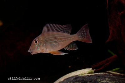 Geophagus altifrons_6