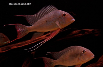 Geophagus altifrons_7