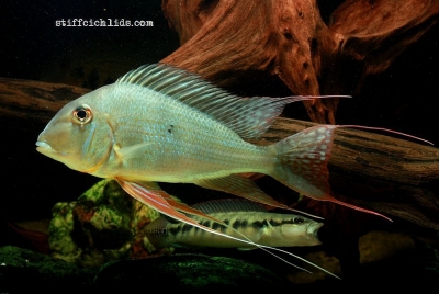 Geophagus altifrons_8