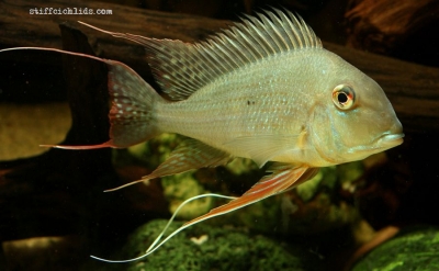 Geophagus altifrons_9