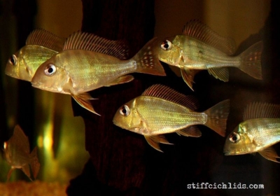 Geophagus altifrons_10