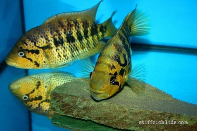 Parachromis friedrichsthalii_1