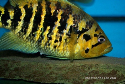 Parachromis friedrichsthalii_3
