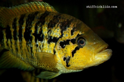 Parachromis friedrichsthalii_9