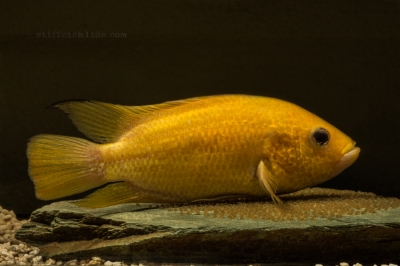 Parachromis friedrichsthalii xant_1