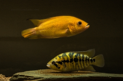 Parachromis friedrichsthalii xant_3