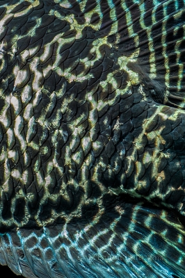 Parachromis managuensis_5