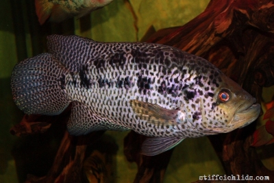 Parachromis managuensis_15