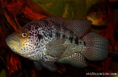 Parachromis managuensis_16