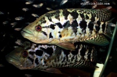 Parachromis managuensis_17