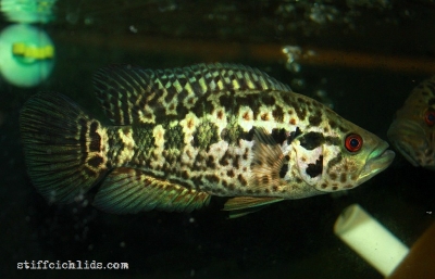 Parachromis managuensis_18