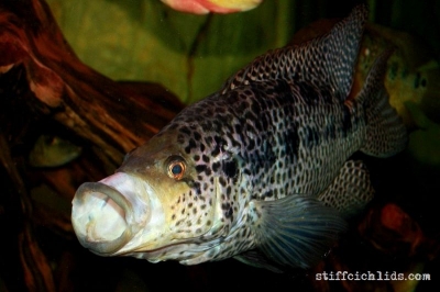 Parachromis managuensis_25