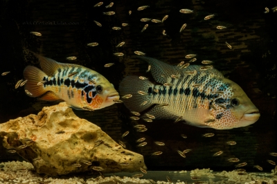 Parachromis motaguensis_5