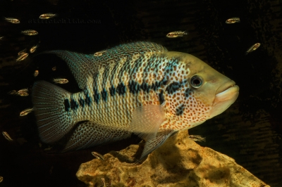 Parachromis motaguensis_8