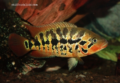 Parachromis motaguensis_16