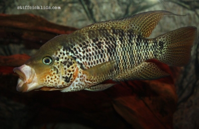 Parachromis motaguensis_17