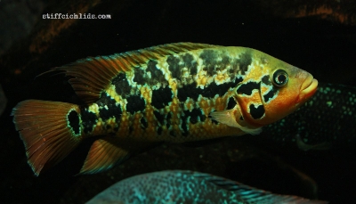 Parachromis motaguensis_18