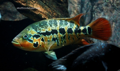Parachromis motaguensis_20