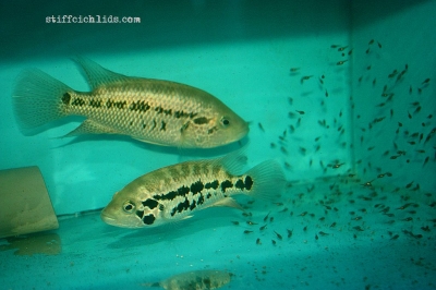 Parachromis motaguensis_22